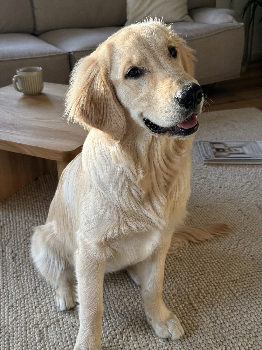 Original pet photo